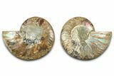 Cut & Polished Ammonite Fossil - Madagascar #377529-1